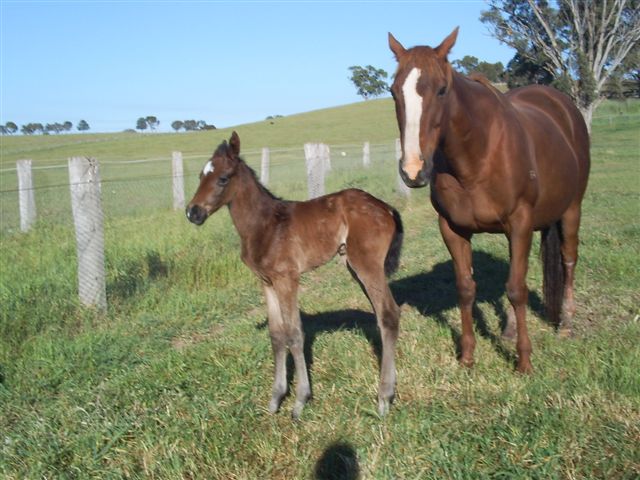 Well Bred Broodmare PTIF to son of StormCat . Lovely Mare-had 1 foal to race- a winner. Well Built and correct. Throws lovely athletic types. She is very fertile and foals easy. Well bred being by the Storm Cat stallion Catrail out of stakeswinner purple Maze. Has a foal at foot by Beckett(ire) Name: Lady Aristocat Sire:... $15,000 neg VIC